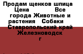 Продам щенков шпица › Цена ­ 20 000 - Все города Животные и растения » Собаки   . Ставропольский край,Железноводск г.